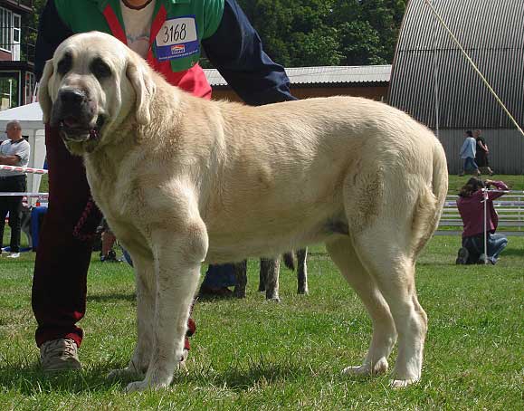 Azura Black Hanar: EXC 1 - Open Class Females, National Show Mlada Boleslav 20.07.2008
(Dionysos Tornado Erben x Fusil de Chispa Ha-La-Mü)

Photo sent by Iva Jarova - © Copyright 
Keywords: 2008