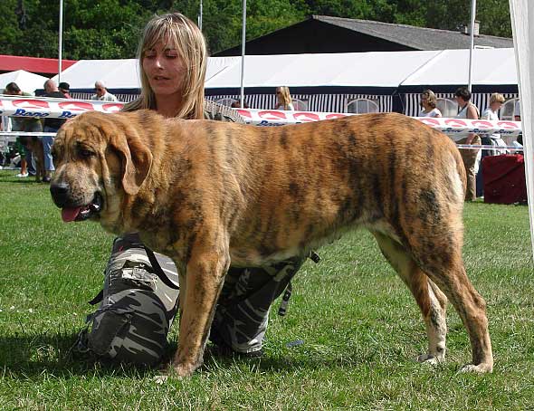 Chanel Zaark Mastibe: VG 2 - Young Class Females, National Show Mlada Boleslav 20.07.2008
(Arak z Kraje Sokolu x Amiga Zazi Bis Mastibe)

Photo sent by Iva Jarova - © Copyright 
Keywords: 2008 mastibe