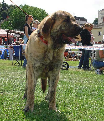 Chica Zaark Mastibe: VG 1 - Young Class Females, National Show Mlada Boleslav 20.07.2008
Arak z Kraje Sokolu x Amiga Zazi Bis Mastibe

Photo sent by Iva Jarova - © Copyright 
Keywords: 2008 mastibe