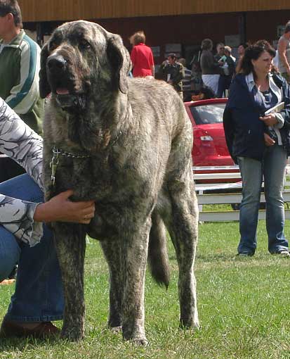 Holly Mastibe: VG 2 - Open Class Females, National Show Mlada Boleslav 20.07.2008 
(Druso de la Aljabara x Connie Mastibe)

Photo sent by Iva Jarova - © Copyright 
Keywords: 2008 mastibe