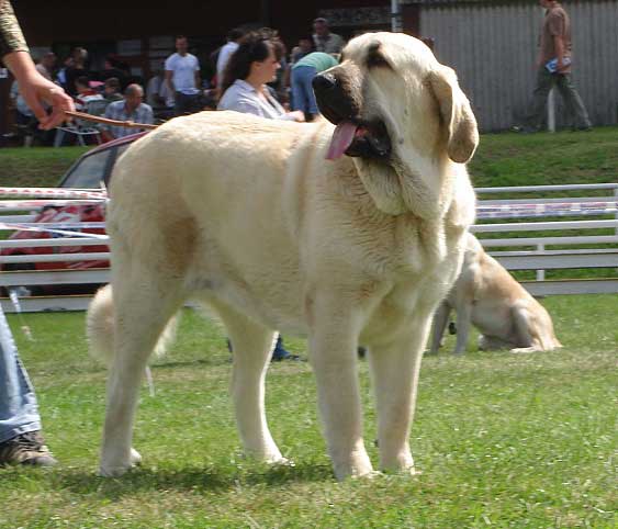 Lois Tornado Erben: EXC 1, CAC, National Winner, BOB - Intermediate Class Females, National Show Mlada Boleslav 20.07.2008
(Basil Mastifland x Florita Maja Tornado Erben)

Photo sent by Iva Jarova - © Copyright 
Keywords: 2008 tornado