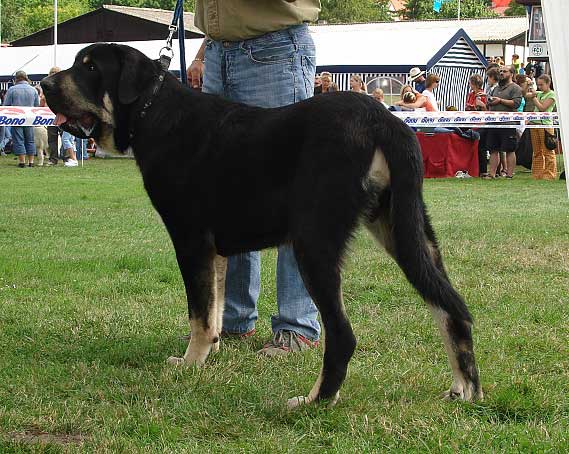 Rodo de Valdejera: EXC 1, CAJC - Young Class Males, National Show Mlada Boleslav 20.07.2008
(Nistos de Valdejera x Vita de Valdejera)

Photo sent by Iva Jarova - © Copyright 

Keywords: 2008