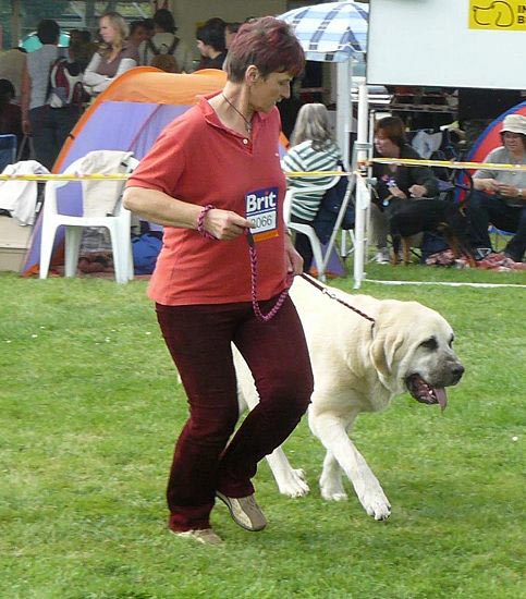 Azura Black Hanar - Excellent 1, CAC, res. CACIB - Intermediate Class Females, International show, Mlada Boleslav 02.092007
(Dionysos Tornado Erben x Fusil de Chispa Ha-La-Mü) 
Keywords: 2007