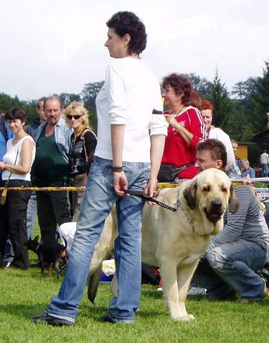 Ramonet - Excellent 1, CAC, res. CACIB - Intermediate Class Males, International show, Mlada Boleslav 02.09.2007
(Ron de Babia x Trufa de Trashumancia) 

Keywords: 2007 tornado confundo