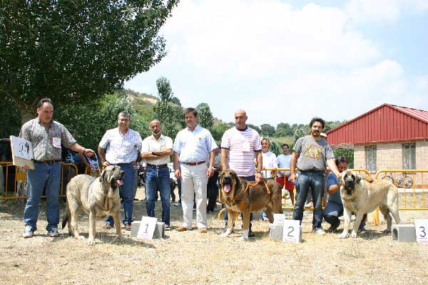 1º: Oda de Valdejera, 2º: Osito de los Cuatro Elementos & 3º - Sansón - Best in Show - Puebla de Sanabria, Zamora, 17.07.2005
Oda de Valdejera: (Ch. Cañón de Fuente Mimbre x Selva) - Born: 08.08.2003 - Breeder & owner: Eduardo Sierra.

Osito de los Cuatro Elementos: (Ch. Tango de la Corredera x Linda de Autocan) - Born: 20.12.2002 - Breeder & owner: Juan Carlos López González. 

Sanson: Owner: (Ordoño x Princes de Vega de Albares) - Born: 28.03.2004 - Breeder: Angel Sainz de la Maza, owner: César Estébanez Alonso.

Keywords: 2005