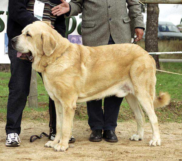 Merlín, Exc. 2 - Intermediate Class Males - XXI Monográfica AEPME 2001
(Trabuco de Trashumancia x Cucaracha de Jusiante)
Born: 28.02.2000
Breeder & owner: Francisco Benito Simón


 

Keywords: 2001 agostadero