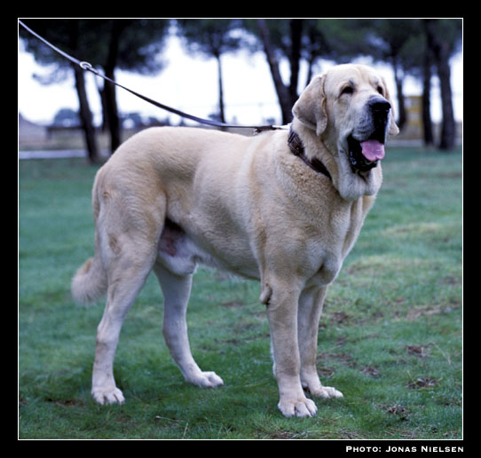 Merlín - Intermediate Class Males, Exc. 2 - XXI Monográfica AEPME 2001
(Trabujo de Trashumancia x Cucaracha de Jusiante)
Born:28-02-2000
Breeder & owner: Francisco Benito Simón

 
 

Keywords: 2001 agostadero