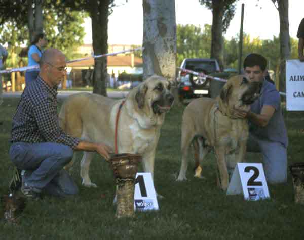 1º Milena de Hazas de Cesto, 2º Tina de Babia - Open Class Females - AEPME Monográfica, Valencia de Don Juan, León, 18.09.2004
Milena de Hazas de Cesto: (Emperador de Hazas de Cesto x Dama de Hazas de Cesto) Breeder & owner: José Fernando Uslé Rugama
Tina de Babia: (Ch. Ulises de Babia x Rubia de las Cañadas) Breeder: Pedro Álvarez, owner: Alfonso Piris
 

Keywords: 2004