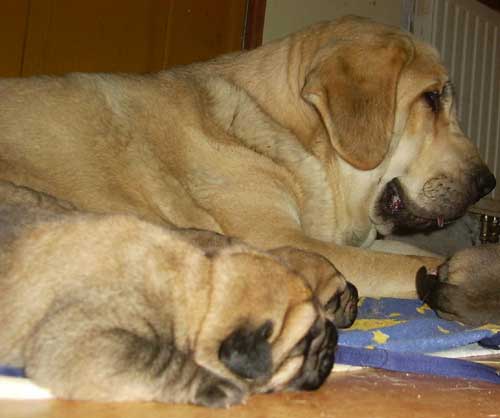 Evita Lu Dareva and her puppies born 19.08.2008
Neron de Laciana X Evita Lu Dareva 
19.08.2008 

Keywords: puppypoland ludareva