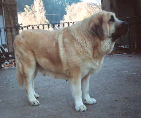 Mola de la Valleja
(Hercules de las Cañadas x Pas de la Valleja)
 

