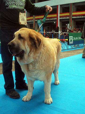 Mola - Open Class Females: EXC. 2 - National & International Show, Torrelavega, Cantabria - 18-19.03.2006 
Owner: Julio Cesar González Gutiérrez 

Keywords: 2006 riberadelpas