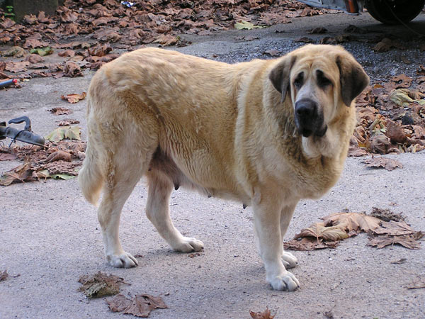 Mola de la Valleja
(Hercules de las Cañadas x Pas de la Valleja)  

