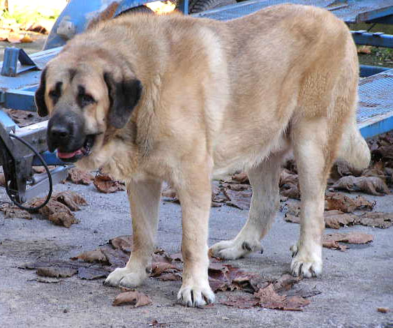 Raphael de la Valleja - 18 months old
(Ch Ulises de Ablanera x Mola de la Valleja)  

