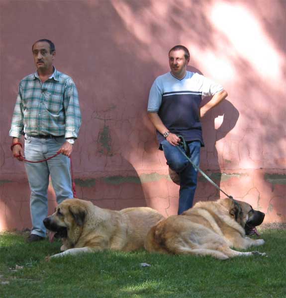 Mola & Raphael - AEPME Monográfica, Valencia de Don Juan, León, 18.09.2004
Mola: (Hércules de las Cañadas x Pas de la Valleja)
Raphael: (Ch. Ulises de Ablanera x Mola)  

Keywords: 2004 riberadelpas