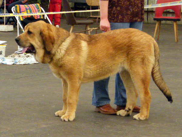 Anuler Alano: Very promising 2 - Puppy Class Males, Club Show Moloss Club CZ, Mlada Boleslav, Czech Republic - 16.05.2009 
Keywords: 2009 mastibe