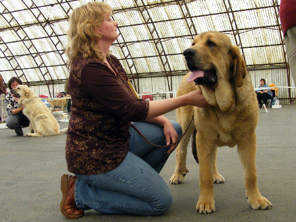 Anuler Alano: Very promising 2 - Puppy Class Males, Club Show Moloss Club CZ, Mlada Boleslav, Czech Republic - 16.05.2009 
Keywords: 2009 mastibe