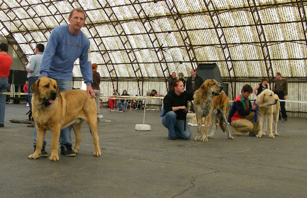 Churchill z Kraje Sokolu: Exc.1, CAJC, Club young winner - Young Class Males, Club Show Moloss Club CZ, Mlada Boleslav, Czech Republic - 16.05.2009 
Keywords: 2009