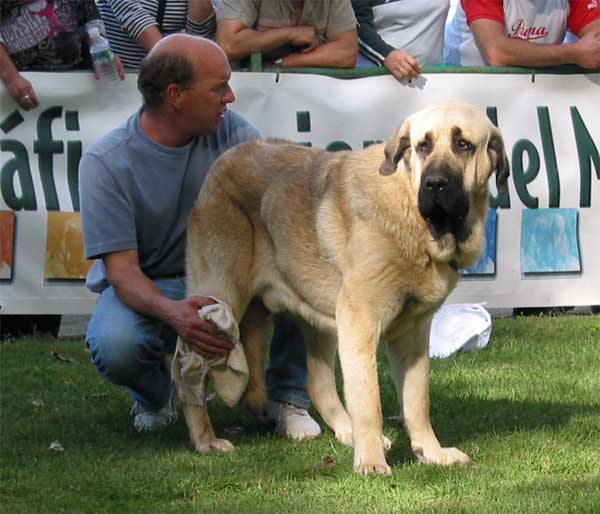 Zamarro de Buxionte - Young Class Males - AEPME Monográfica, Valencia de Don Juan, León, 18.09.2004
(Arroyo de Trashumancia x Rayas de los Zumbos) 
Breeder & owner: Basilio Gago  

Keywords: 2004 buxionte