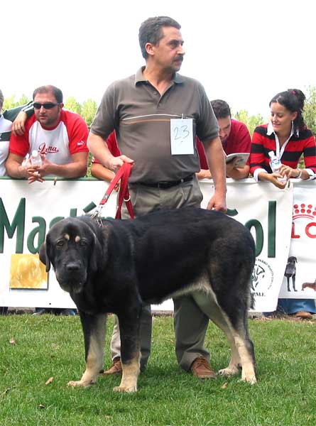 Parka de Valdejera - Young Class Females - AEPME Monográfica, Valencia de Don Juan, León, 18.09.2004
(Tajo de La Peña Mora x Cepa de Valdejera)
Breeder: Eduardo Sierra
Owner: Alberto Guma  

Keywords: 2004 zurita