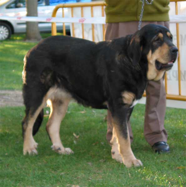 Serrana II - Intermediate Class Females - AEPME Monográfica, Valencia de Don Juan, León, 18.09.2004
(Ch. Ulises de Babia X Serrana) 
Breeder & owner: Moises Oslé  

Keywords: 2004