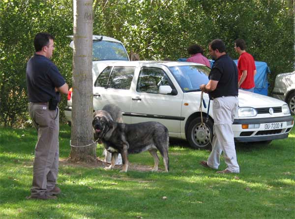 Lola Cancá Cotufa - AEPME Monográfica, Valencia de Don Juan, León, 18.09.2004
Lola Dancá Cotufa: (Adriano de la Aljabara x Estaca Dancá Cotufa) 
Breeder & owner: Manuel Romero & Ana Gonzalez
 

Keywords: 2004 cotufa