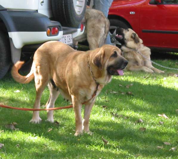 Tina de Babia - AEPME Monográfica, Valencia de Don Juan, León, 18.09.2004
(Ch.Ulises de Babia x Rubia de las Cañadas) 
Breeder: Pedro Ávarez
Owner: Alfonso Piris  

Keywords: 2004 torreanaz