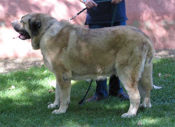 Raphael - AEPME Monográfica, Valencia de Don Juan, León, 18.09.2004
(Ch. Ulises de Ablanera x Mola) 
Breeder & owner: Julio César González
 

Keywords: 2004 riberadelpas