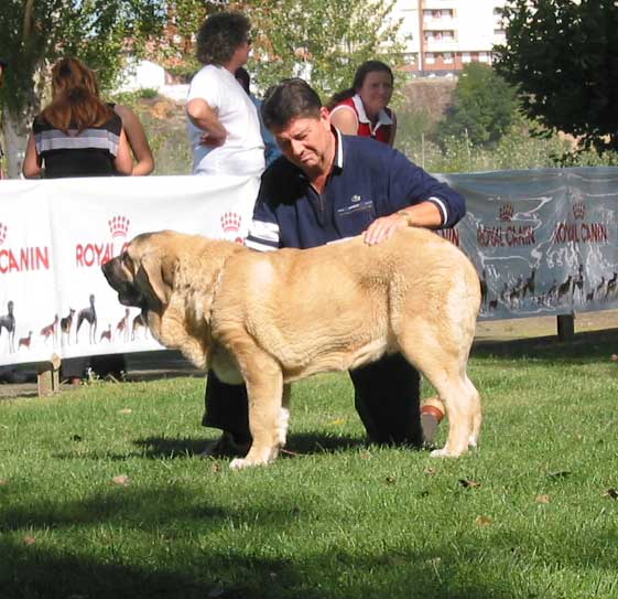 Galán de Vilar - Puppy Class Males - AEPME Monográfica, Valencia de Don Juan, León, 18.09.2004
(Tizón de Fuentemimbre x Selva de Babia) 
Breeder & owner: José A. Estévez  

Keywords: 2004