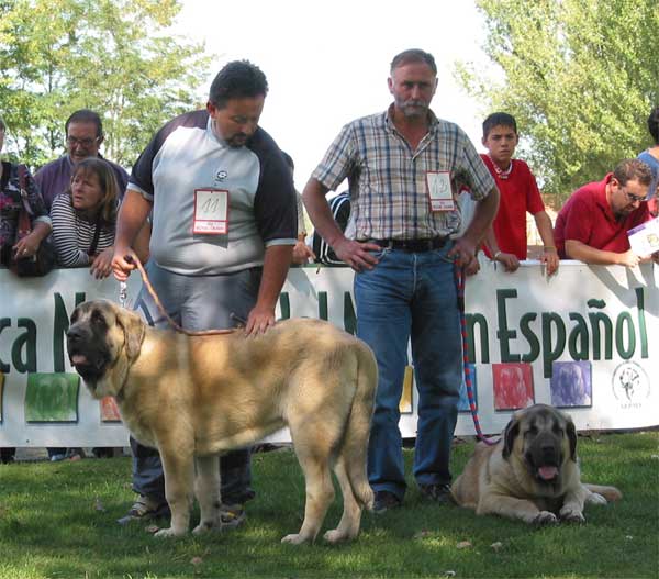 Sansón & Ron - Puppy Class Males - XXIV Exposición Monográfica AEPME, Valencia de Don Juan, León, Spain, 18.09.2004
(Ordoño x Princess de Vega Albares)
Born: 28.03.2004
Breeder: Angel Sáinz de la Maza
Owner: César Estébanez Alonso  

Keywords: 2004 baolamadera