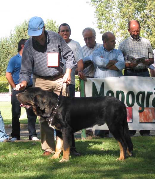 Toro de la Mesta - Puppy Class Males - XXIV Exposición Monográfica AEPME, Valencia de Don Juan, León, Spain, 18.09.2004
(Rodrigo de Babia x Anona de la Mesta) 
Breeder & owner: Ángel Gambín  
 

Keywords: 2004 mesta