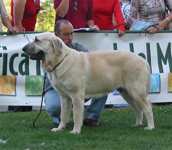 Nona de Valdejera - Intermediate Class Females - AEPME Monográficas 2004
(Campo de Ablanera x Cepa de Valdejera) 
Breeder: Eduardo Sierra, owner: Kennel Lunava  

Keywords: 2004 lunava