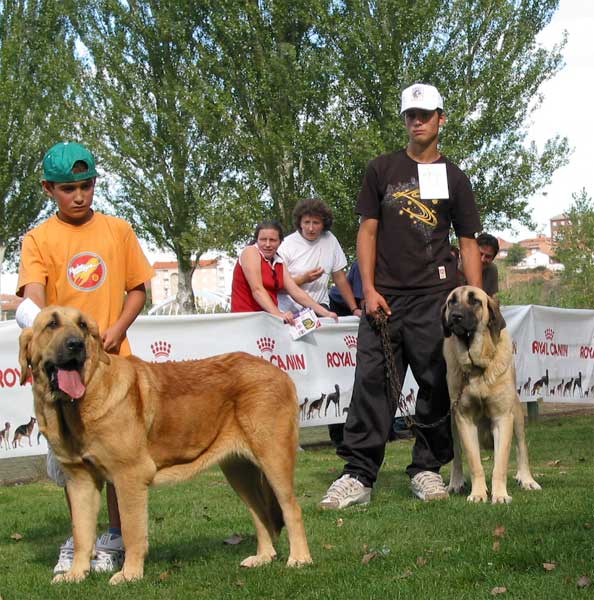 Left: Llama de Campollano - Young Class Females - XXIV Exposición Monográfica AEPME, Valencia de Don Juan, León, Spain, 18.09.2004
(Jorgito de Montes del Pardo x Ola de Campollano) 
Breeder & owner: José Luis Moncada  

Keywords: 2004