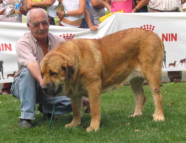 Señora de Autocán - Young Class Females - XXIV Exposición Monográfica AEPME, Valencia de Don Juan, León, Spain, 18.09.2004
(Quijano de Autocán x Ama de Autocán) 
Breeder & owner: Isidro García  

Keywords: 2004 autocan