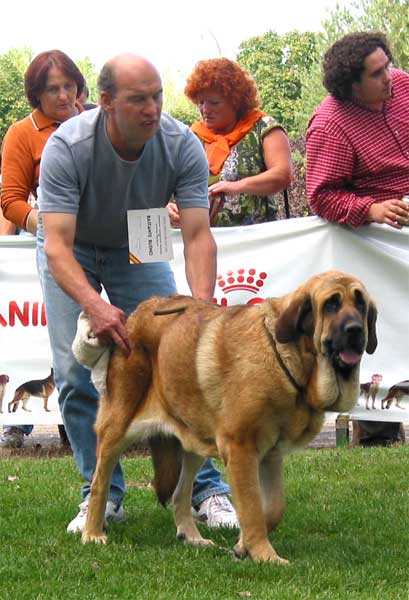 Flor de Buxionte - Young Class Females - 
(Arroyo de Trashumancia x Rayas de los Zumbos) 
Breeder & owner: Basilio Gago  

Keywords: 2004 buxionte