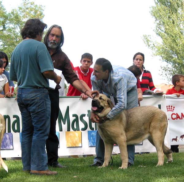 Lola de Eguretxe - Young Class Females - XXIV Exposición Monográfica AEPME, Valencia de Don Juan, León, Spain, 18.09.2004
(Emperador de Hazas de Cesto x Dama de Hazas de Cesto) 
Breeder & owner: Eduardo Hurtado  

Keywords: 2004 eguretxe