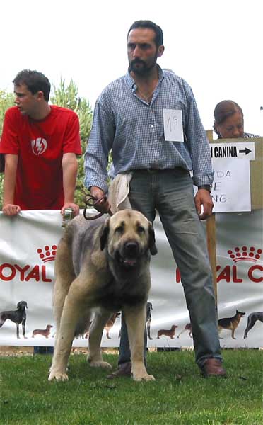 Tizona de Buxionte - Young Class Females - AEPME Monográfica, Valencia de Don Juan, León, 18.09.2004
(Campero de Laciana x Granda de los Zumbos) 
Breeder & owner: Basilio Gago  

Keywords: 2004 buxionte