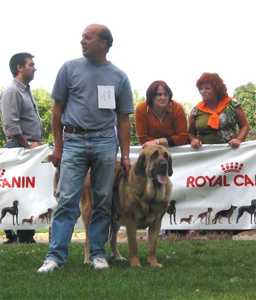 Flor de Buxionte - Young Class Females - AEPME Monográfica, Valencia de Don Juan, León, 18.09.2004
(Arroyo de Trashumancia x Rayas de los Zumbos) 
Born: 10.08.2003
Breder & owner: Basilio Gago  

Keywords: 2004 buxionte