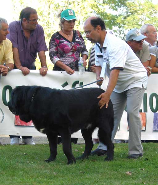 Carbonero de Fuentemimbre - AEPME Monográfica, Valencia de Don Juan, León, 18.09.2004
(Ch. Nalón de Ablanera x Gorga de Fuentemimbre)  

Keywords: 2004 fuentemimbre