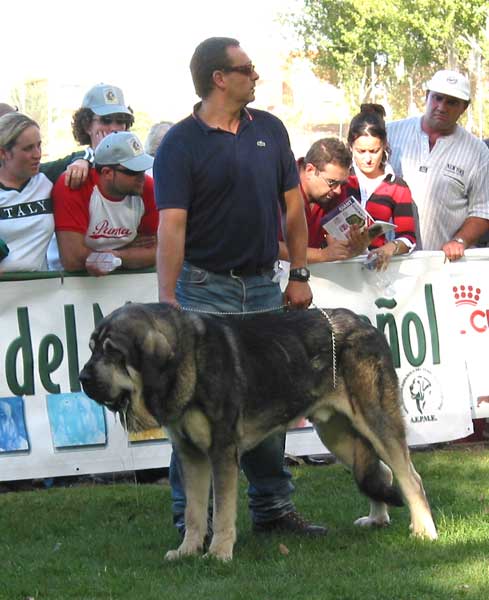 Pollero - Intermediate Class Males - AEPME Monográfica, Valencia de Don Juan, León, 18.09.2004
(Ch. Ulises de Babia x Serrana) 
Breeder: Moises Oslé
Owner: Tiburcio A. Fernandez  

Keywords: 2004