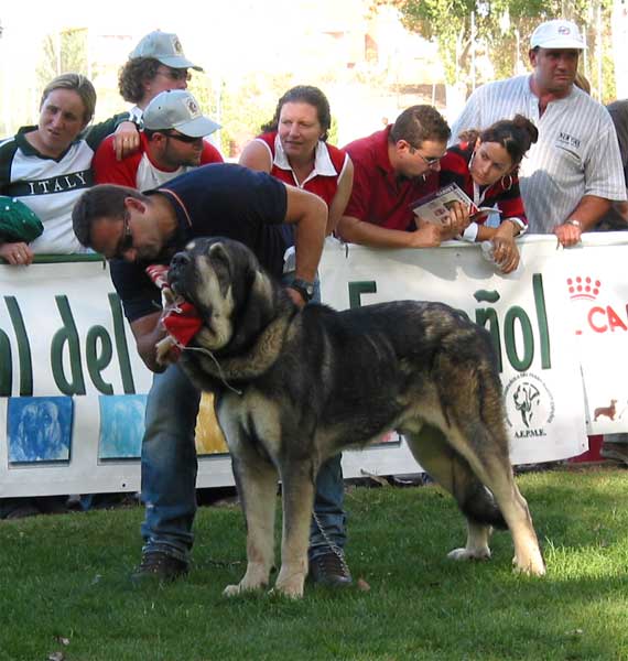 Pollero - Intermediate Class Males - AEPME Monográfica, Valencia de Don Juan, León, 18.09.2004
(Ch. Ulises de Babia x Serrana) 
Breeder: Moises Oslé 
Owner: Tiburcio A. Fernandez  

Keywords: 2004