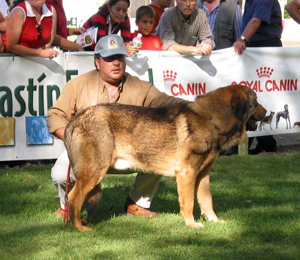 Atila II de Autocan - Young Class Males - AEPME Monográfica, Valencia de Don Juan, León, 18.09.2004
(Atila de Autocan x Lali de Autocan) 
Breeder: Isidro García
Owner: Pedro García 
 

Keywords: 2004