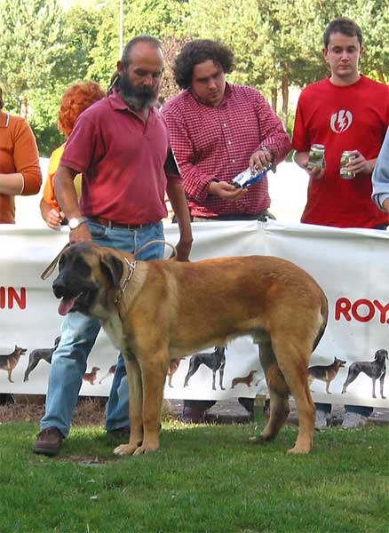 Cadiz de Orzowei - Young Class Males - AEPME Monográfica, Valencia de Don Juan, León, 18.09.2004
(Elfo Dancá Cotufa x Guachi Dancá Cotufa) 
Breeder & owner: Carlos Salas Pardo.  

Keywords: 2004 orzowei