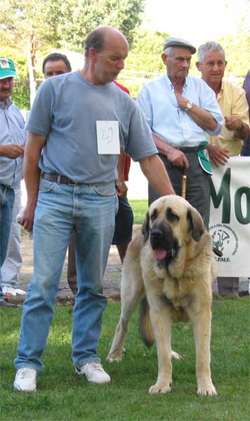 Zamarro de Buxionte - Young Class Males - AEPME Monográfica, Valencia de Don Juan, León, 18.09.2004
(Arroyo de Trashumancia x Rayas de los Zumbos) 
Breeder & owner: Basilio Gago  

Nøkkelord: 2004 buxionte