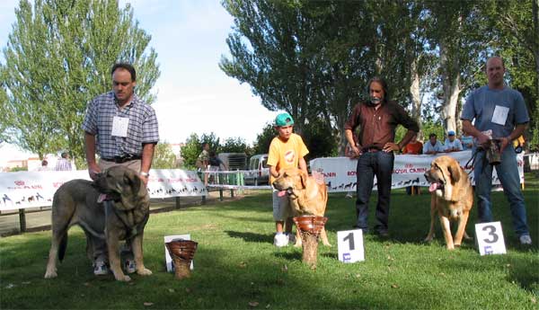 1ª LLama de Campollano, 2ª Oda de Valdejera, 3ª Flor de Buxionte - Young Class Females - AEPME Monográfica, Valencia de Don Juan, León, 18.09.2004
1ª LLama de Campollano (Jorgito de Montes del Pardo x Ola de Campollano) Breeder & owner: José Luis Moncada 
2ª Oda de Valdejera (Ch. Cañon de Fuentemimbre x Selva) Breeder & owner: Eduardo Sierra 
3ª Flor de Buxionte (Arroyo de Trashumancia x Rayas de los Zumbos) Breeder & owner: Basilio Gago 

 

Keywords: 2004