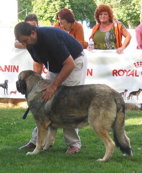 Kampo Dancá Cotufa - Intermediate Class Males - AEPME Monográfica, Valencia de Don Juan, León, 18.09.2004
(Ch.Ulises de Ablanera x Chanca Dancá Cotufa) 
Breeder & owner: Manuel Romero & Ana Gonzalez  

Keywords: 2004 cotufa