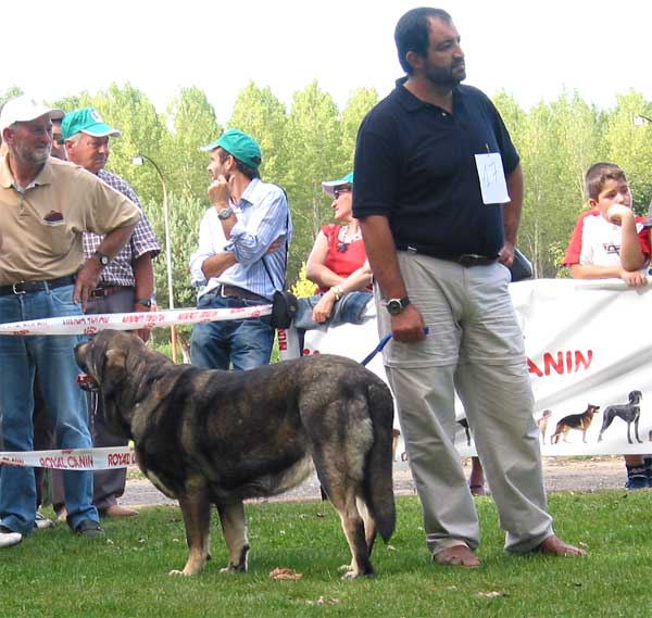 Lola Dancá Cotufa - AEPME Monográfica, Valencia de Don Juan, León, 18.09.2004
(Adriano de la Aljabara x Estaca Dancá Cotufa) 
Breeder & owner: Manuel Romero & Ana Gonzalez
 

Keywords: 2004 cotufa