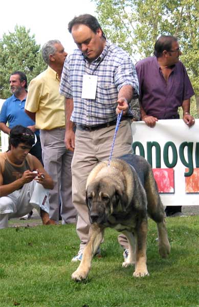 Oda de Valdejera - Young Class Females - AEPME Monográfica, Valencia de Don Juan, León, 18.09.2004
(Ch. Cañon de Fuentemimbre x Selva) 
Breeder & owner: Eduardo Sierra
 

Keywords: 2004 valdejera