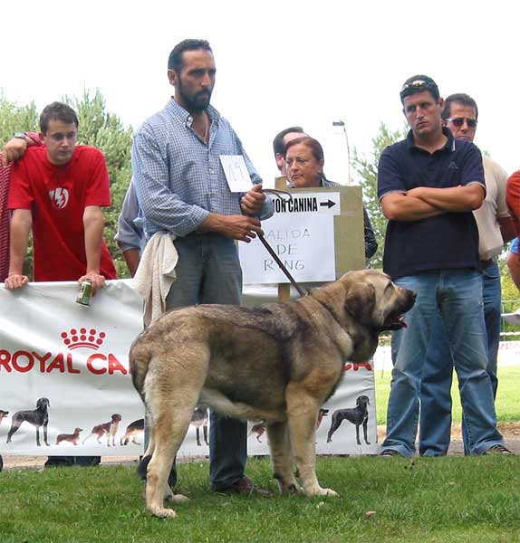 Tizona de Buxionte - Young Class Females - AEPME Monográfica, Valencia de Don Juan, León, 18.09.2004
(Campero de Laciana x Granda de los Zumbos) 
Breeder & owner: Basilio Gago  

Keywords: 2004 buxionte