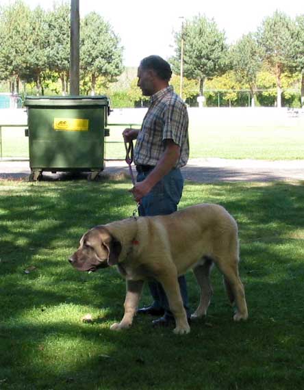 Ron - Puppy Class Males - AEPME Monográfica, Valencia de Don Juan, León, 18.09.2004
Owner: César Estébanez  

Keywords: 2004 baolamadera