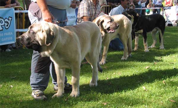 Sansón & Ron - Cachorros Machos - AEPME Monográfica, Valencia de Don Juan, León, 18.09.2004
(Ordoño x Princess de Vega Albares)
Born: 28.03.2004
Breeder: Angel Sáinz de la Maza
Owner: César Estébanez Alonso  

Keywords: 2004 baolamadera